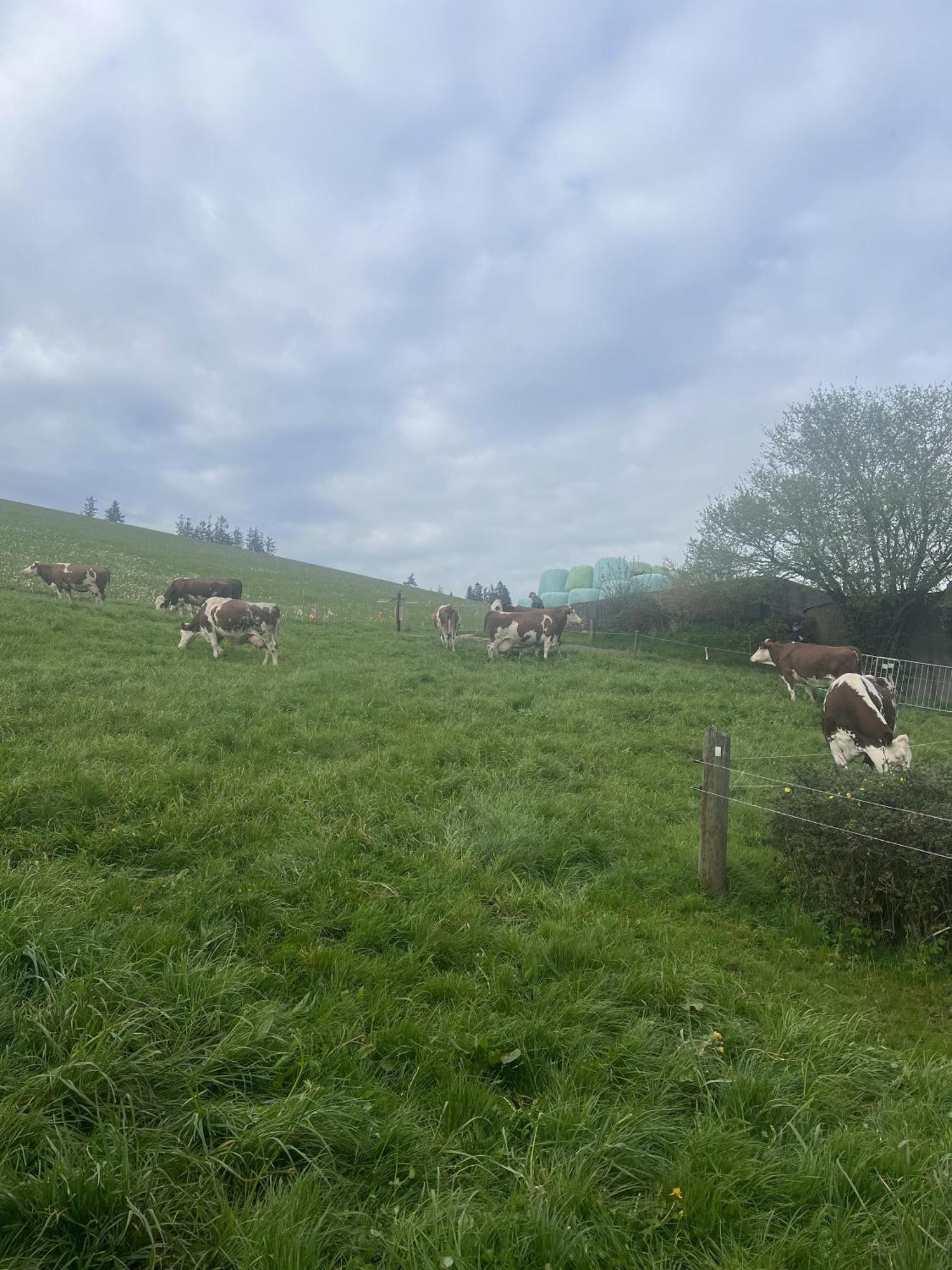Kapellenhof Ferienwohnungen Triberg im Schwarzwald Ngoại thất bức ảnh